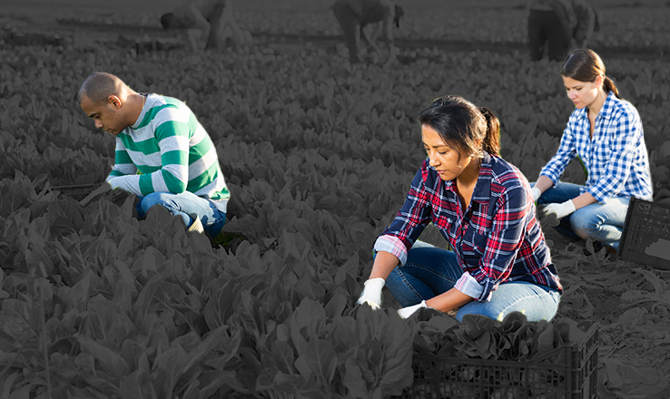 General Agriculture Workers